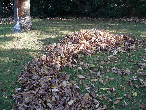 Blätter möglichst rasch vom Rasen entfernen!