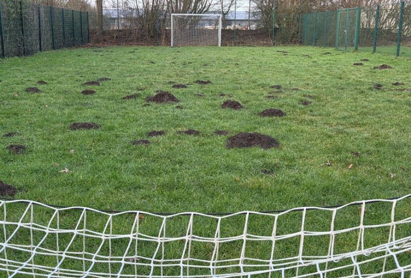 Der Maulwurf ist schon wieder aktiv