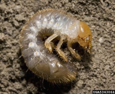 Der Engerling des Japankäfers.