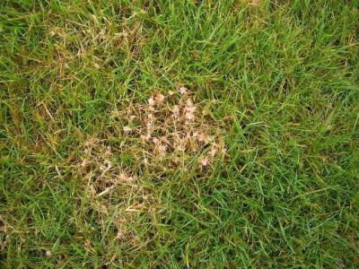 Rotspitzigkeit (Laetisaria fuciformis) in der Folge von Nährstoffarmut und damit verbundener Wachstumsdepression.