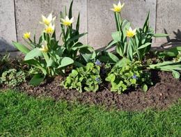 Kleine Übersicht zur Rasenpflege im Frühjahr