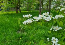 Frühlingsgefühle durch frisches Grün und Blüten