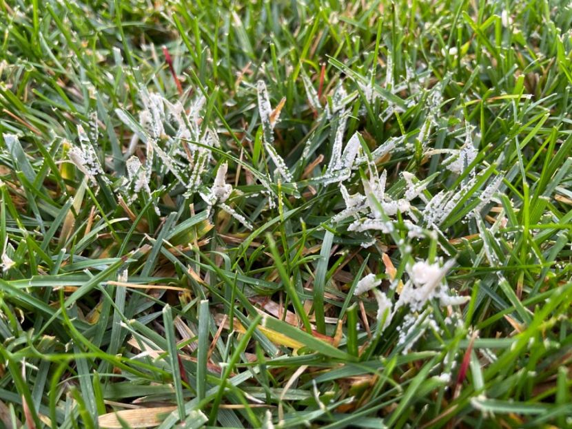 Schleimpilze im Rasen – Verwechslungsgefahr mit Schneeschimmel