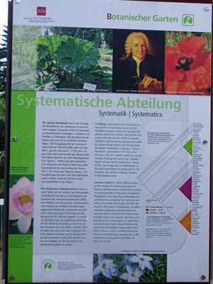 Die Vertiefung und Bearbeitung der Systematik nimmt am Institut für Spezielle Botanik eine besondere Stellung ein