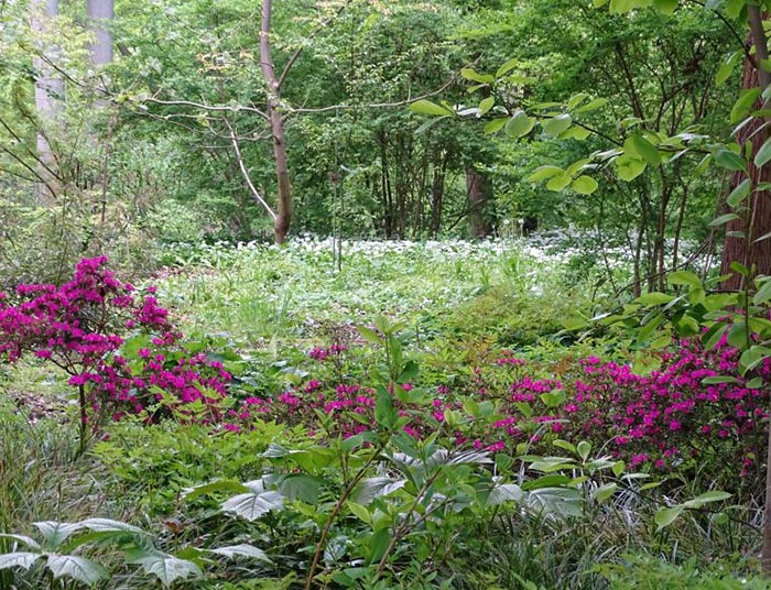 Reiche Blüte im Botanischen Garten im Mai 2019