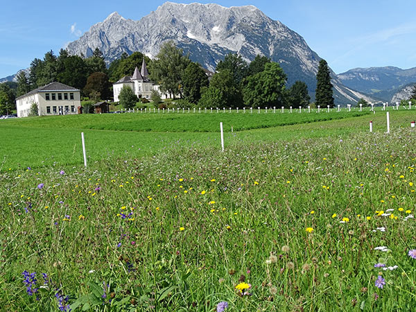 Blick auf die Saatgutproduktion und Vermehrungsflächen an der HBLFA Raumberg-Gumpenstein mit traumhafter Hintergrundkulisse.