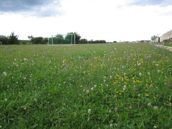 Artenreicher Rasen als Fußballplatz ist eher ungeeignet.