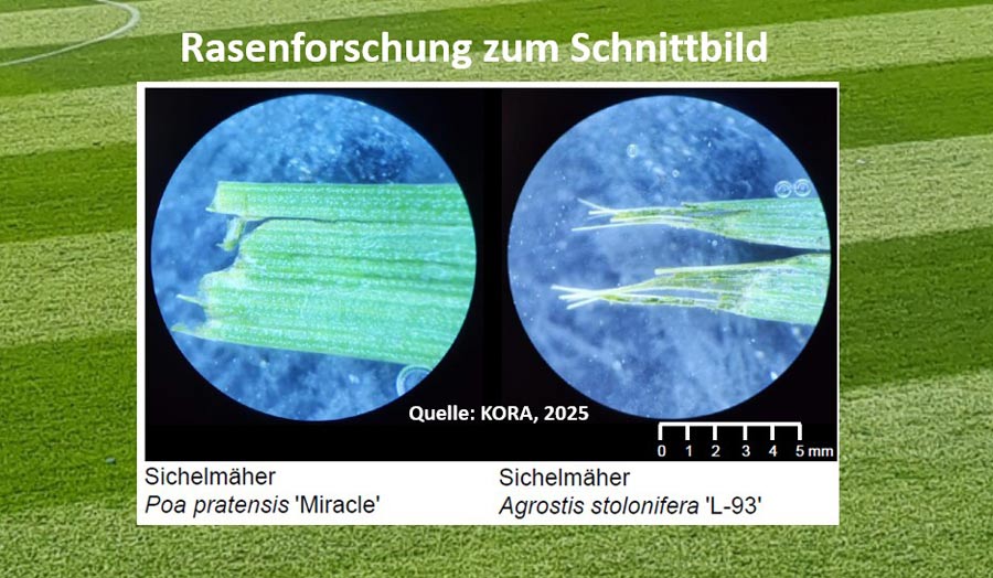 Ein wichtiger Qualitätsparameter bei der Rasenpflege ist das Schnittbild des Rasens. 