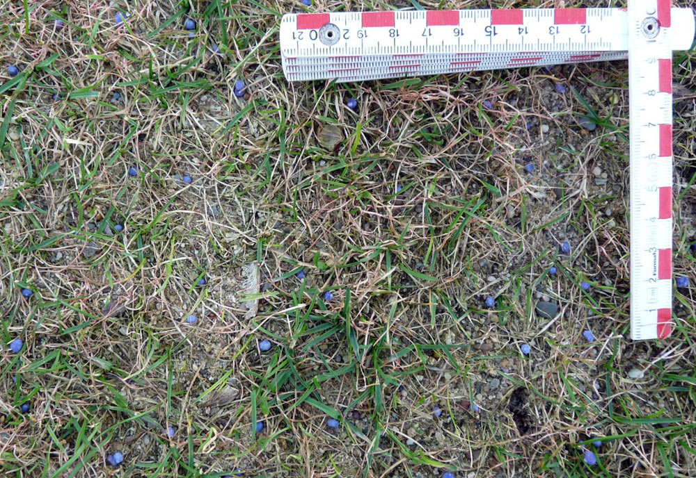 Rechtzeitige Düngung sorgt für rasche Ergrünung des Rasens.