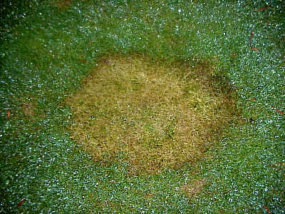 Schneeschimmel (Gerlachia nivalis)