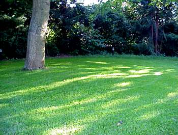 Rasenfläche mit Poa supina unter Walnussbaum, 270 lux.