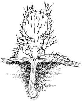 Grasmilben (Trombicula autumnales)