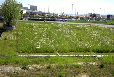 Vegetationsentwicklung und BlÃ¼haspekt Mai 2005