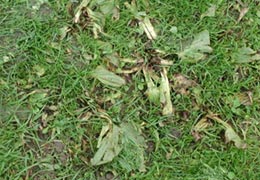 Abgestorbene Unkrautpflanzen nach einer Herbizidbehandlung im Rasen