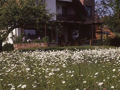 Hausgartenfläche – Blumenwiese oder Kräuterrasen?