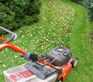 Die Laubaufnahme im Herbst kann direkt mit dem Rasenmäher durchgeführt werden oder durch das Abrechen mit dem  Laubbesen erfolgen