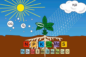 Energie + Nährstoffe für Pflanzenwachstum