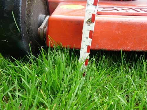 Angemessene  Schnitthöhe beim regelmäßigen Mähen des Rasens beachten.