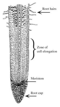 arstellung der Wurzelspitze mit dem Meristem, der Wurzelhaube  sowie den Bereichen der Zellstreckung (Elongation) und den Wurzelhaaren