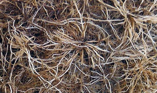 Da Nährstoffe (vor allem Stickstoff) und Feuchtigkeit übermäßig verfügbar sind, sind die Graswurzeln weniger verzweigt.