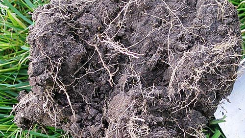 Tiefgründige Böden mit einer guten Bodenstruktur, bieten die besten Möglichkeiten für ein gut entwickeltes Wurzelsystem