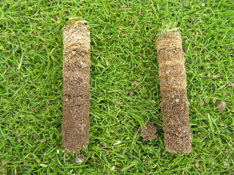 Bodenkerne aus einer Rasentragschicht mit „Thatch“- und „Mat-Horizont“.