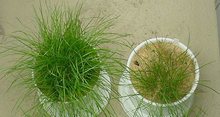 Gerade bei sandreichen Rasentragschichten können Biostimulanzien die Vitalität der Gräser stärken