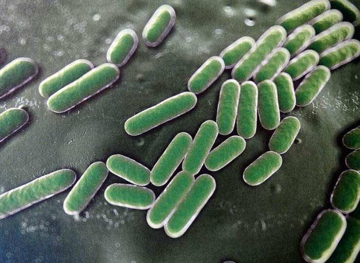 Bacillus subtilis-Bakterien in mikroskopischer Ansicht