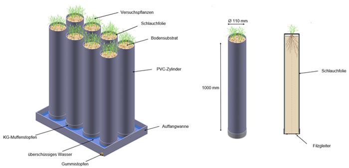 Schematisches Modell des Versuchsaufbaus zur Ermittlung der Durchwurzelungstiefe von Rasengräsern mittels PVC-Röhren 
