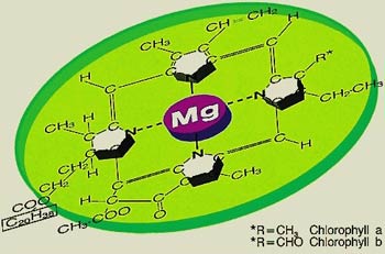 Chlorophyll-Molekül das lebenswichtige Blattgrün der Gräser.