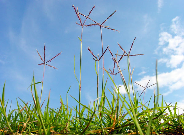 Blütenstände des Bermudagrass (Cynodon dactylon).
