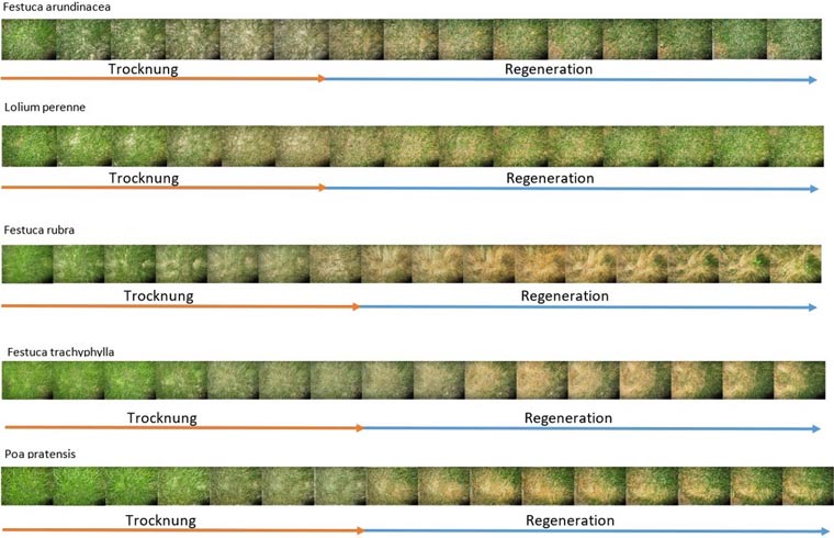 Bildliche Darstellung der Entwicklungsphasen vom Trockenstress bis zur Regeneration verschiedener Gräserarten aus der Versuchsanstellung nach NITZSCHKE (2020).