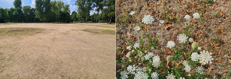 Abgestorbene Rasenfläche einer Festwiese nach intensiver Nutzung ohne Beregnung (li.) und ausgetrockneter Gebrauchsrasen (re.) mit Kräuteranteil hier Bibernelle (Pimpinella saxifraga).