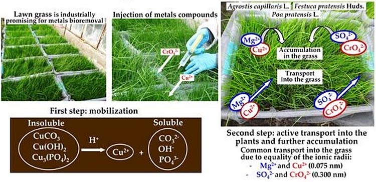 Beispiel für die biologische Beseitigung von Metallen aus Böden mit Hilfe von Gräsern durch Mobilisierung und Transport in das Gras.