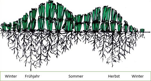 Wachstumskurve der Kaltzonengräser in Mitteleuropa