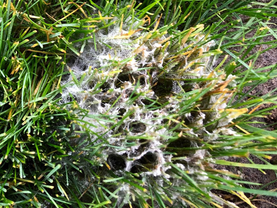 Watteartiges Pythium-Myzel in taufeuchtem Rasen.