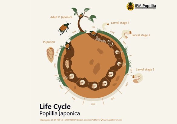 Der Lebenszyklus des Japankäfers.