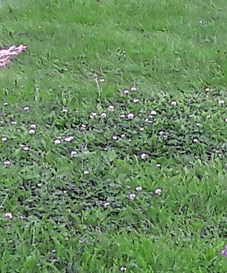 Nesterweise Ausbreitung von blühendem Weißklee (Trifolium repens in einer Gebrauchsrasenmischung. 